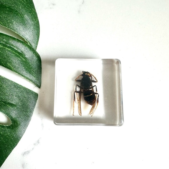 Accents | Real Bee In Resin Acrylic Cube Display Bumble Bee Insect Bug ...